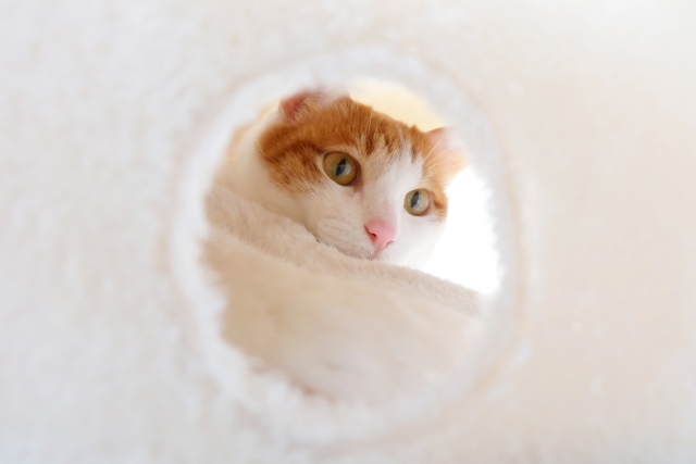 室内でペットを飼う ネコちゃん編